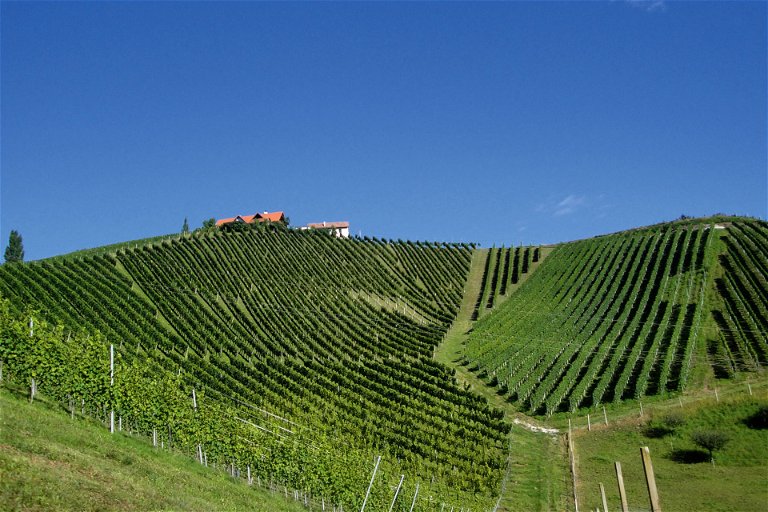 Steile Hügel mit Rebzeilen in Falllinie sind das Markenzeichen der südsteirischen Toplagen wie der Ried Pössnitzberg.