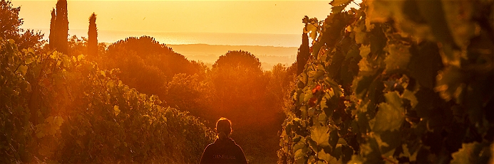 Sonneuntergang auf dem Weingut Ornellaia in der Toskana.