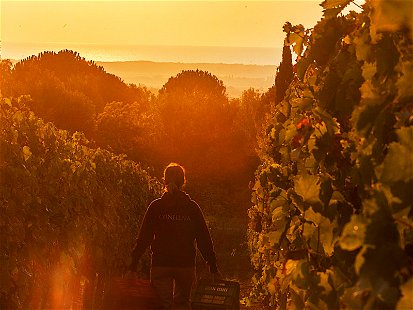 Sonneuntergang auf dem Weingut Ornellaia in der Toskana.