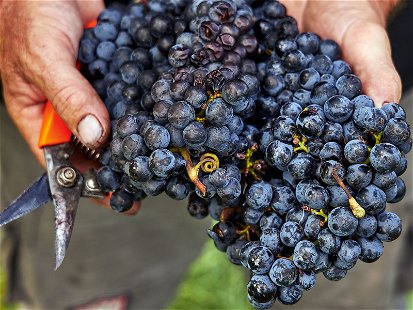Der Sorte Blaufränkisch kommt aus gutem Grund die Exklusivstellung bei der Produktion von roten DAC-Weinen zu.