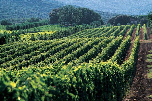 Die Weinlandschaft rund um das Weingut Masseto