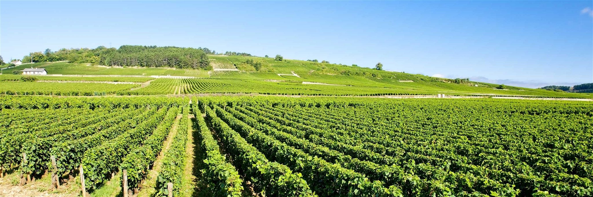 Das Weinbaugebiet Côte de Beaune ist der südliche Teil der Côte d’Or.