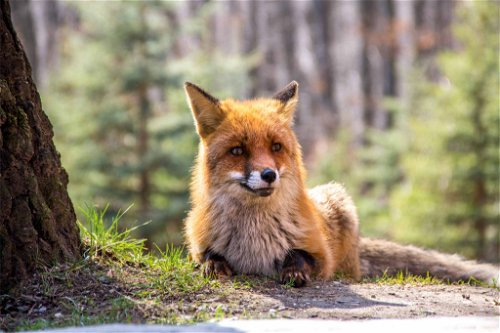 Goldberg: Natürlich ist der Fuchs auch in diesem Wiener Gebiet heimisch. Die Jäger sichern als Anwälte des Wilds auch seinen Lebensraum.