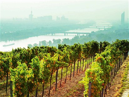 Vor den Weinrieden am Nussberg im Norden von Wien eröffnet sich das gesamte Panorama der Donaumetropole.