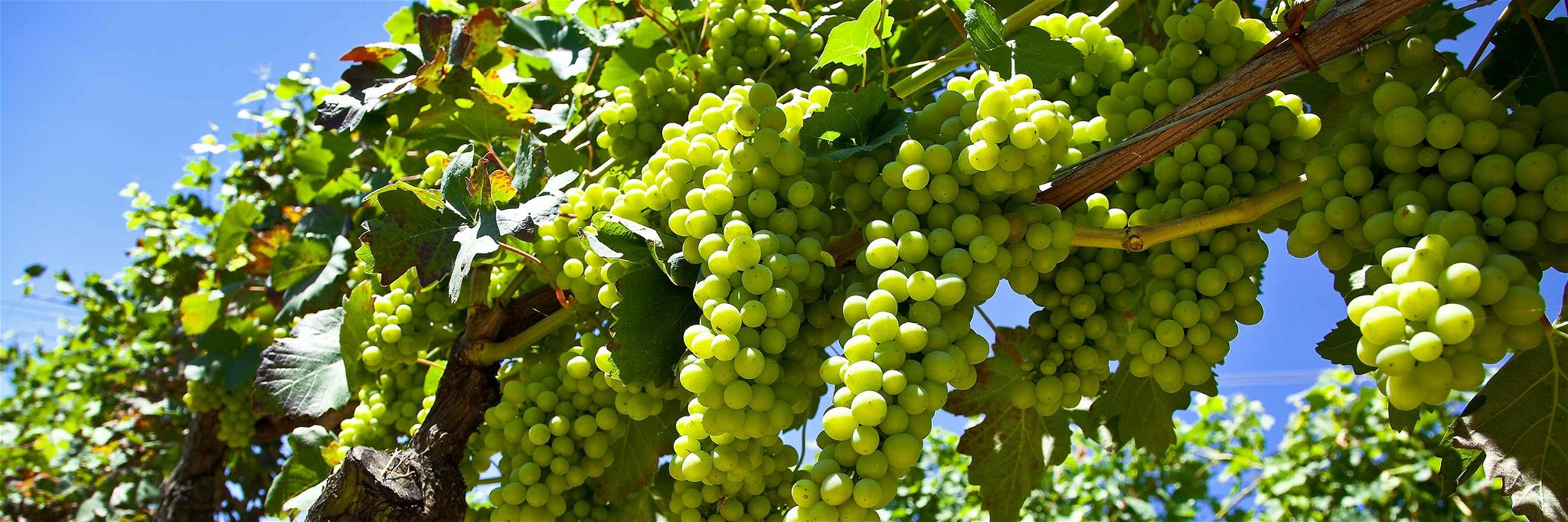 Moscato-Trauben in den Weingärten von Piemont, Italien.&nbsp;&nbsp;