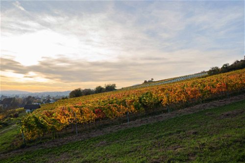 Nussberg: Auch das berühmte Weinbaugebiet ist ein Jagdrevier, in dem die Jäger mit Blick auf die Stadt zwischen den Rebstöcken auf die Pirsch gehen.