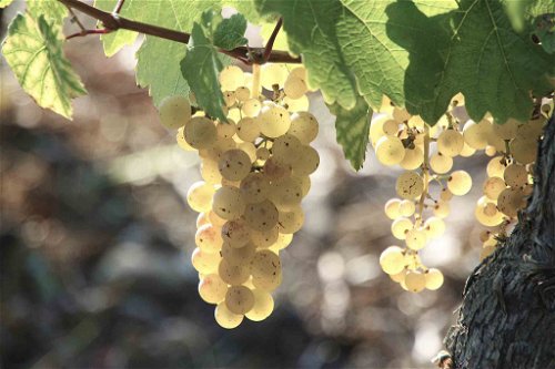 Die Seele des Ferdinand's Saar Dry Gin sind die&nbsp;unverwechselbaren Rieslinge des VDP-Weinguts Forstmeister Geltz-Zilliken. Sie sind auch bekannt als »Die Königinnen der weißen Trauben«.
