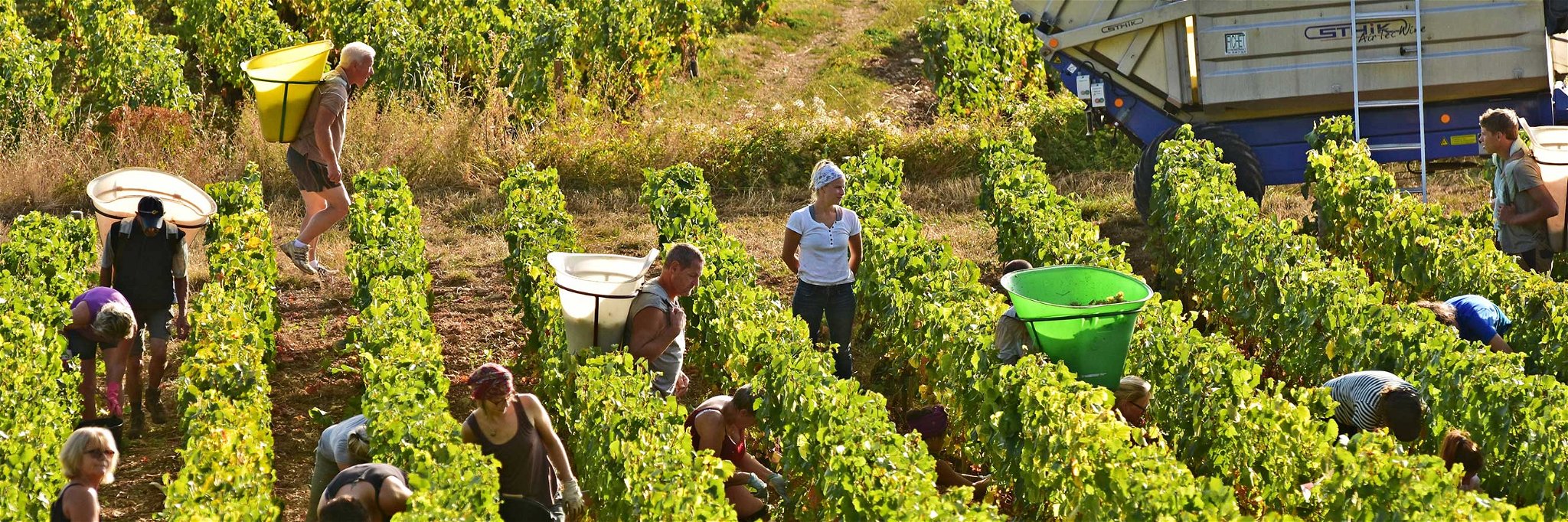 Die Saisonarbeitskräfte in den Weinbergen kommen nicht selten aus Osteuropa – mit Corona sind aber die Grenzen momentan dicht.