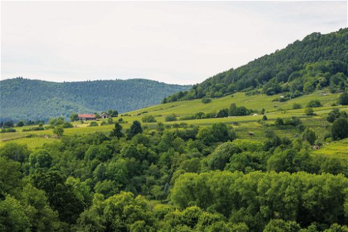 Heimat des Weinguts: der Bürgstadter Berg – heute im Rang einer »gU« (»geschützten Ursprungsbezeichnung«).