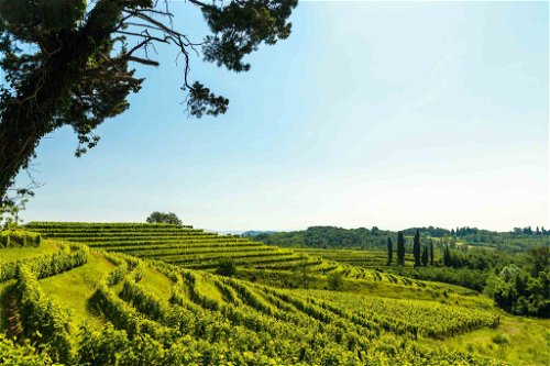 Erzeugen in den sanften Hügeln des Colli Orientali ausdrucksvolle Rot- und Weissweine...