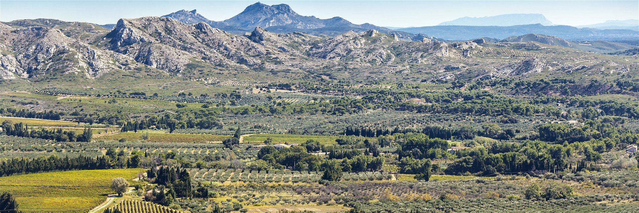 Der Weinbau hat in der Provence eine lange Tradition.