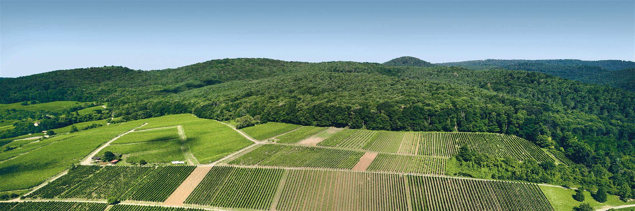 Der Siegerwein kommt aus Schweigen – der dortige »Sonnenberg« liegt teils auf französischem Staatsgebiet.