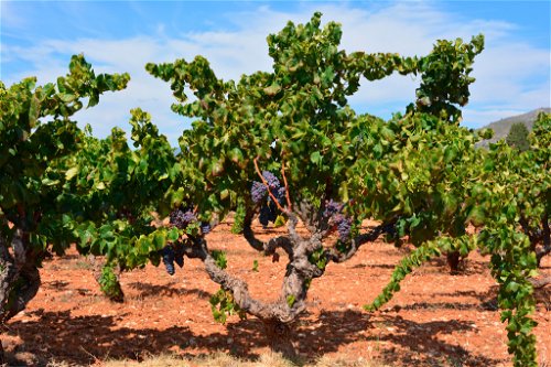 Spaniens Weinwelt wandelt sich – Terroir und Frische gehören zu den Maximen der neuen, innovativen Winzer-Generation.