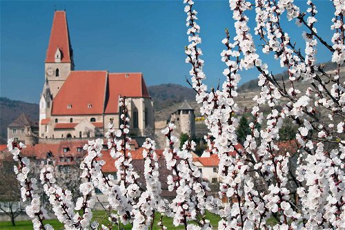Weißenkirchen erscheint zur Marillenblüte wie aus dem Märchenbuch.