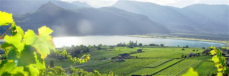 Weingarten von Alois Lageder mit Blick auf den Kalterer See