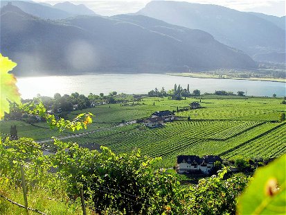 Weingarten von Alois Lageder mit Blick auf den Kalterer See