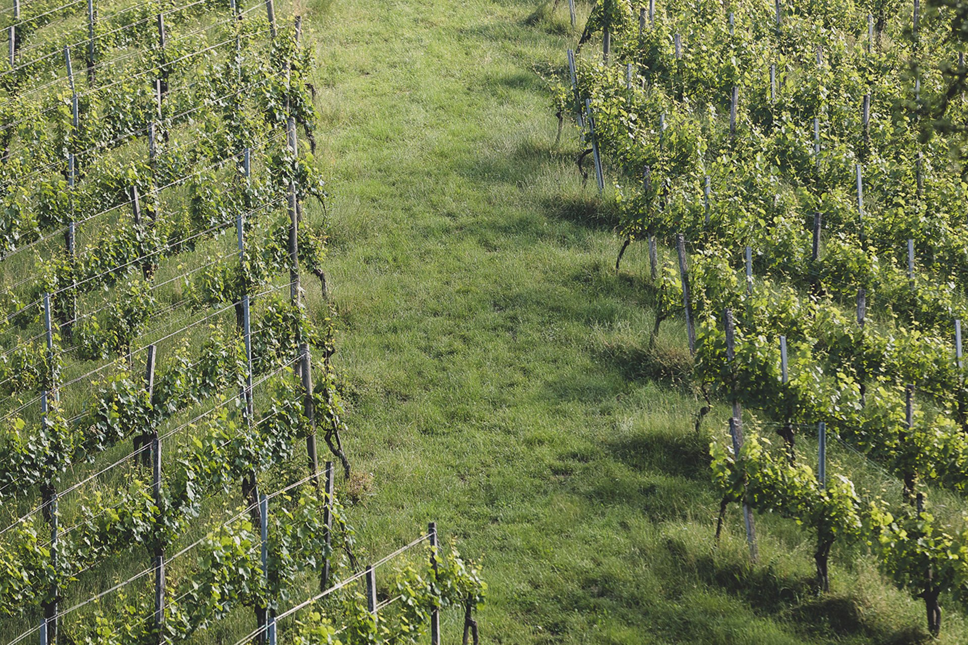Das Weingut Jaunegg besitzt acht Hektar Weingärten.