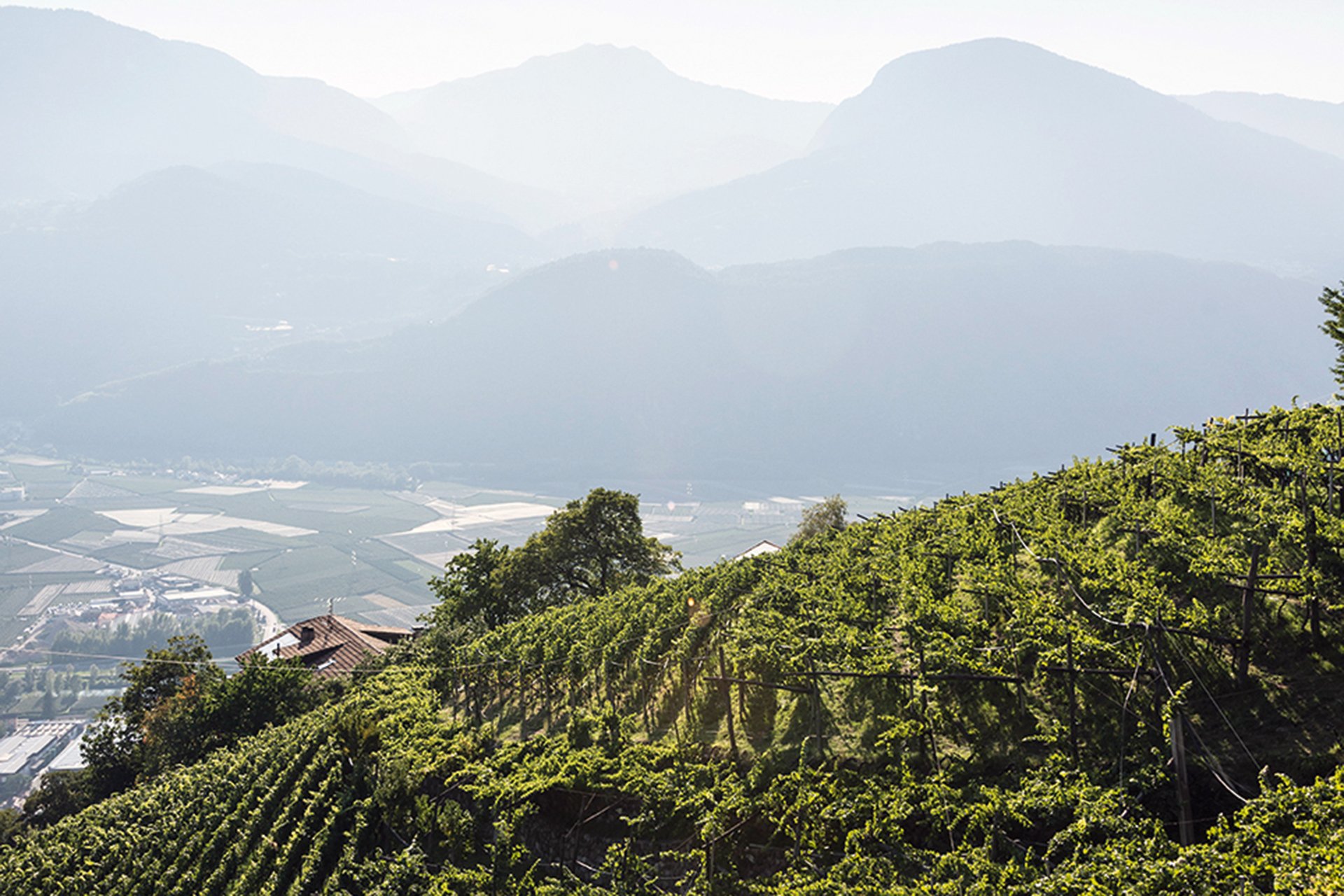 Weingärten der Cantina Terlan in Südtirol.