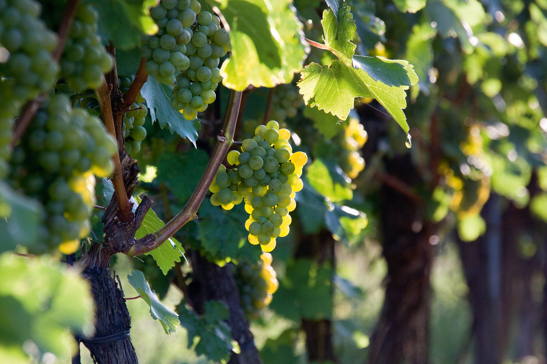 Die Rebsorte Sauvignon Blanc bringt rund um den Globus hervorragende Ergebnisse.