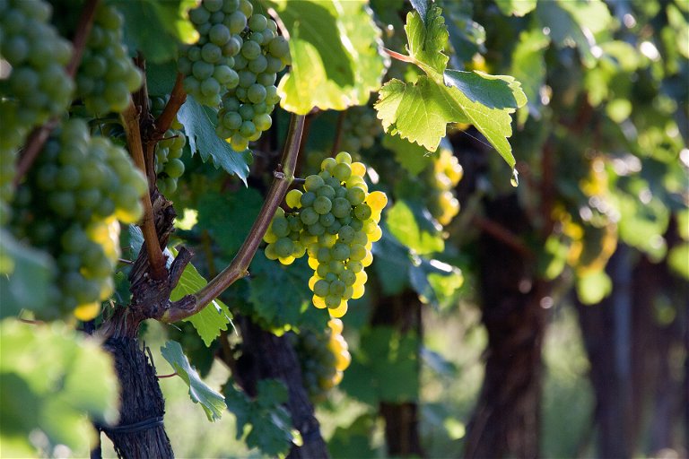 Die Rebsorte Sauvignon Blanc bringt rund um den Globus hervorragende Ergebnisse.