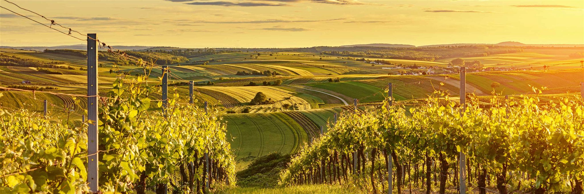 Das facettenreiche Weinland Österreich hat zahlreiche Spitzenbetriebe zu bieten.