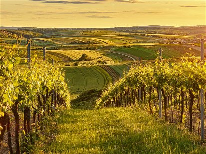 Das facettenreiche Weinland Österreich hat zahlreiche Spitzenbetriebe zu bieten.