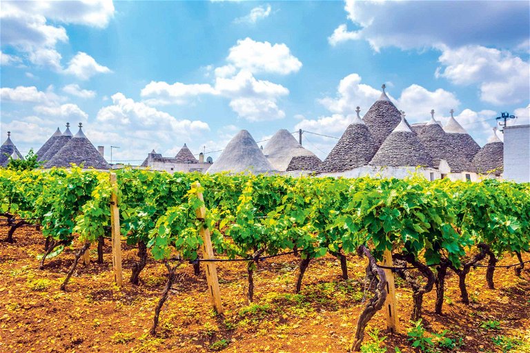 Weinbau spielt in Apulien&nbsp;eine grosse Rolle: Wichtigste Sorte ist der rote Primitivo, der in den USA als Zinfandel angebaut wird.
