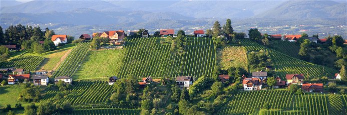 Schilcherland: Steile Hänge mit kleinen Weingartenparzellen prägen die Landschaft der Weststeiermark.