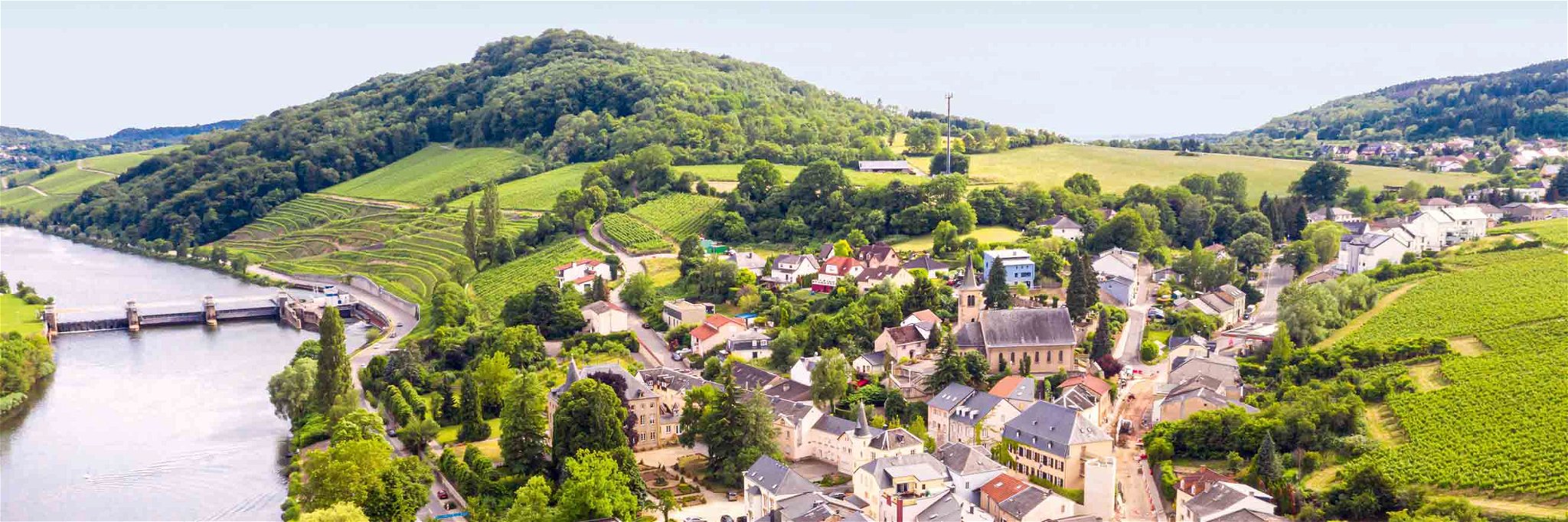 Der Rebstock gedeiht in Luxemburg schon seit Jahrhunderten.