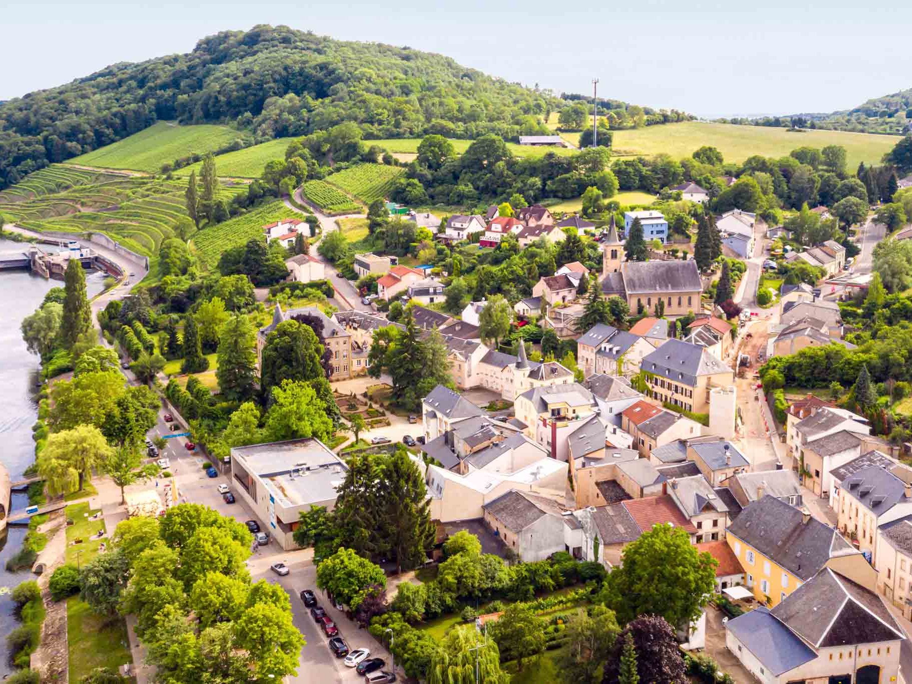 Der Rebstock gedeiht in Luxemburg schon seit Jahrhunderten.