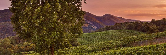 Maurer Weinlagen im Abendrot: Auch im Süden von Wien wächst hervorragender Wein.