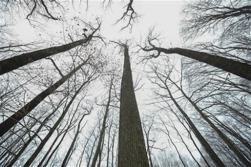 Blick in die winterlichen Baumkronen, Wienerwald