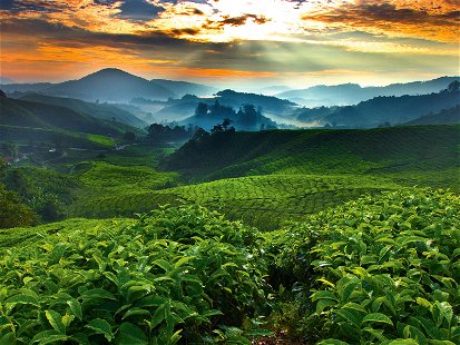 Das Hochland von Costa Rica bietet mit dem feuchttropischen Klima ideale Bedingungen für den Kaffeeanbau.