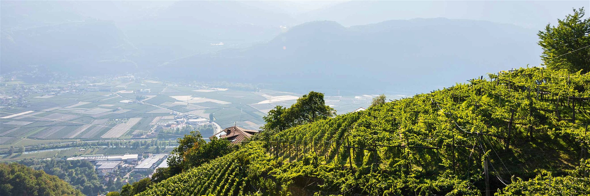 Erfolgreich mit reifen Weißen: Die Terlaner Weine werden bis auf 900&nbsp;Meter Seehöhe angebaut.