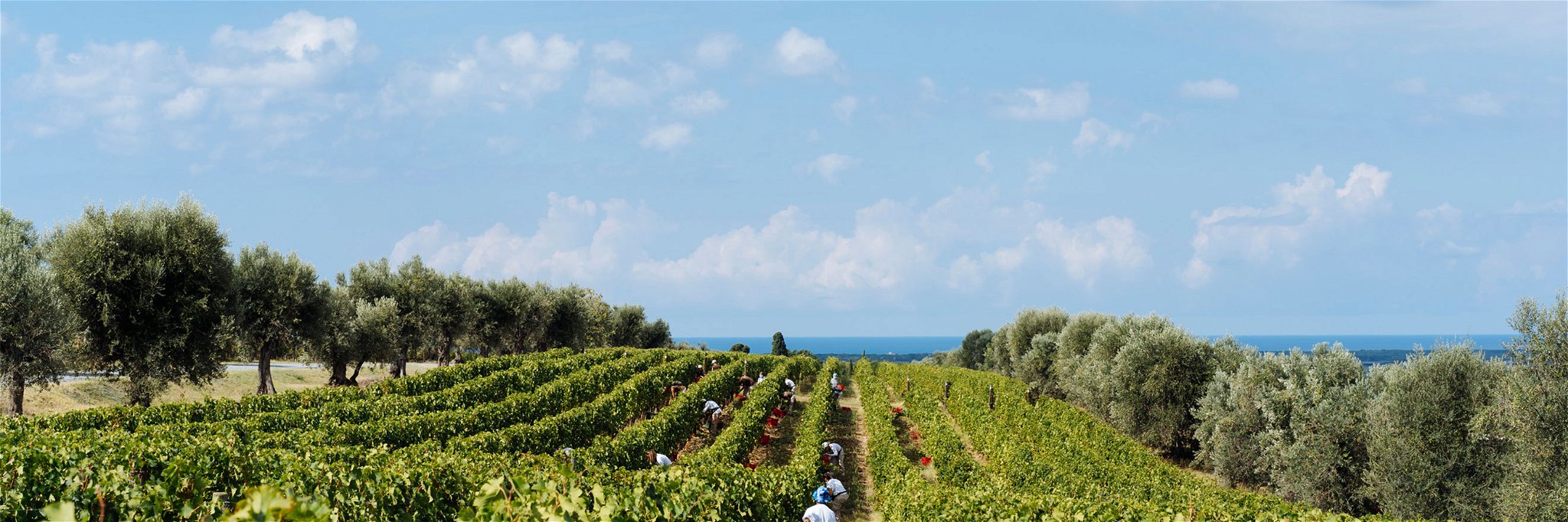 Das Weingut Ornellaia berichtet von einem hervorragenden Potenzial der Trauben.
