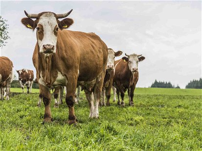 Transgourmet strebt 80 Prozent Österreich-Anteil bei frischem Rindfleisch an.