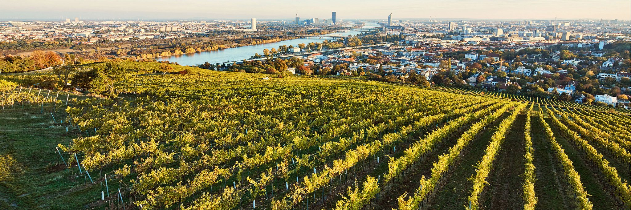 Vom Nussberg, einer der besten Weinrieden Wiens, eröffnet sich ein wunderbarer Blick auf die Donaumetropole.