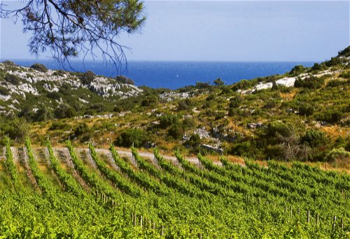 Das Meer in Blickweite hat Starwinzer Pierre Clavel von seinen Weingärten hinter Montpellier.