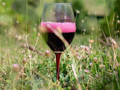 Der Lambrusco-Wein wird in verschiedenen Städten der Emilia-Romagna produziert.&nbsp;Dort wächst die Rebe an sonnigen Hängen in&nbsp;mediterranem&nbsp;Klima.