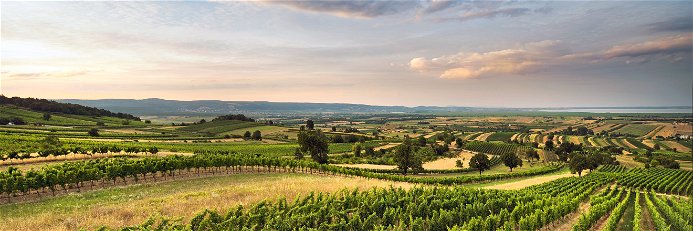 Das sanfte Hügelland westlich des Neusiedler Sees ist der Ursprung mineralischer Weißweine und&nbsp; finessenreicher Rotweine.