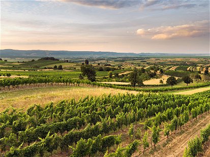 Das sanfte Hügelland westlich des Neusiedler Sees ist der Ursprung mineralischer Weißweine und&nbsp; finessenreicher Rotweine.
