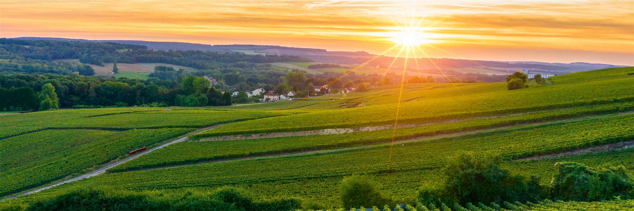 Im Champagner-Gebiet Vallée de la Marne werden auf rund 10.000 Hektar Reben kultiviert.