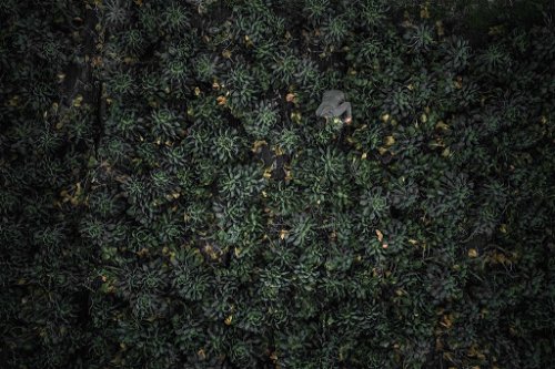 Nicht nur aus der Luft schauen Robert Brodnjaks Kohlfelder spektakulär aus – sie erinnern mitunter an einen Miniatur-Urwald.