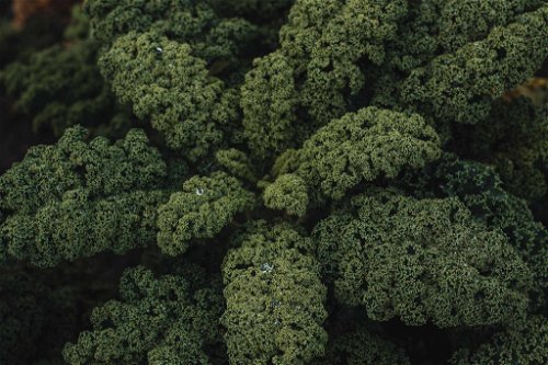 Der Grünkohl mit seinen prächtigen buschigen Blättern ist der Lieblingskohl von Zwei-Sterne-Koch Lukas Mraz.