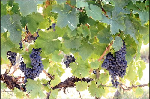 Sagrantino hat den höchsten Gerbstoffgehalt aller Rotweinsorten.