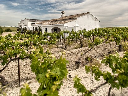 Die süsse Ximénez-Traube wird hauptsächlich im Gebiet um die Stadt Jerez verarbeitet, angebaut wird sie aber vor allem im Hinterland.
