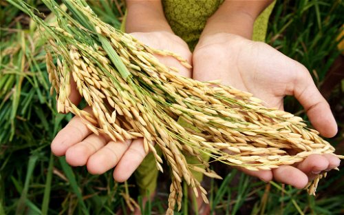 Reis ist die wichtigste Kalorienquelle für knapp die Hälfte der Menschheit, und damit die für uns wichtigste Kulturpflanze.