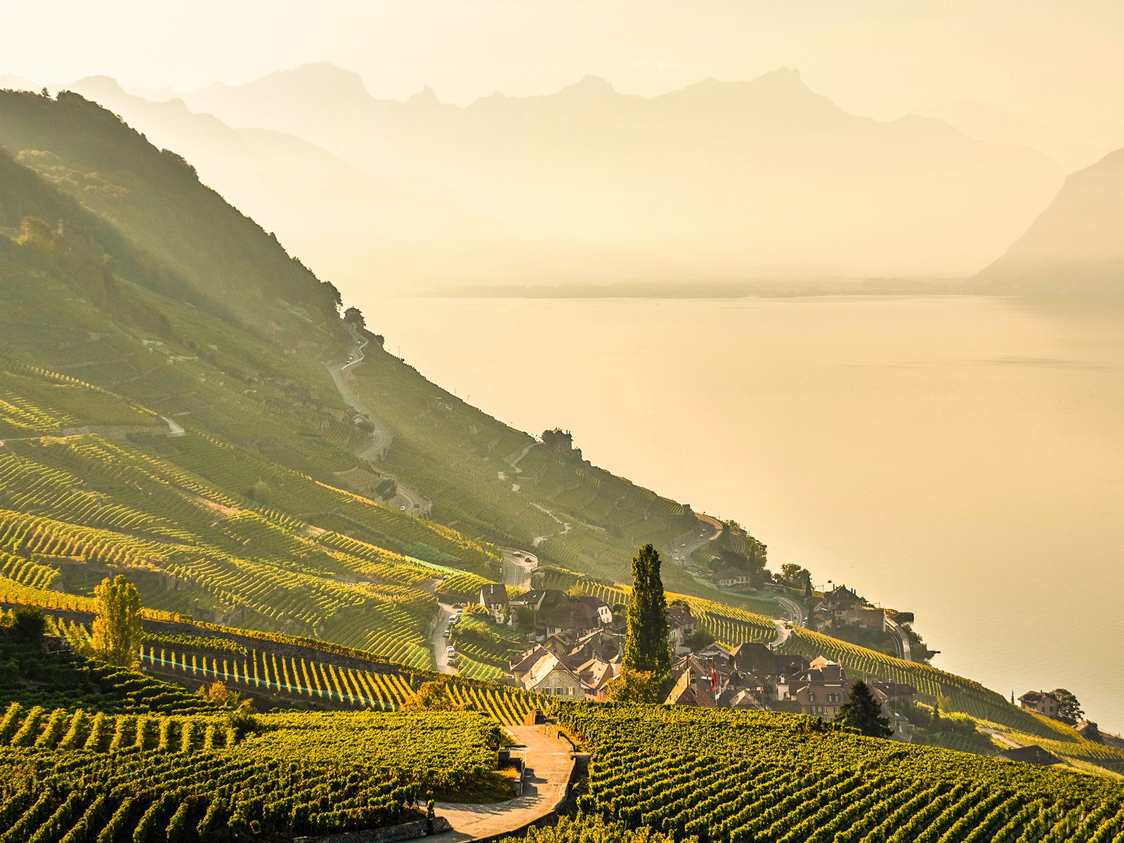 Das Lavaux am Genfersee gehört zu den spektakulärsten Reblandschaften Mitteleuropas.