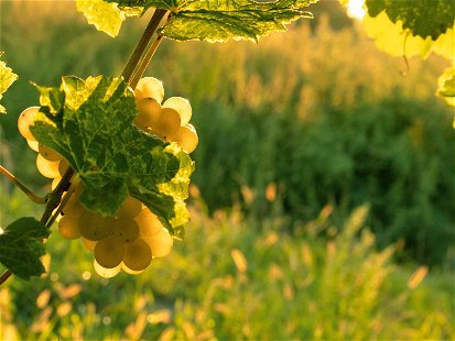 Das Weingut Heinrich sieht seine Reben durch biodynamischen Anbau »widerstandsfähiger, vitaler und heterogener« werden.