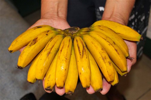 BananenDie Form erinnert an einen Phallus, aber auch die «inneren Werte» der Banane sind durchaus anregend. Neben Kalium und dem Vitamin B, die das Energienniveau im Körper anheben enthält sie auch Bromelain (auch Bromelin), ein Enzym das sich angeblich auf den Testosteronhaushalt auswirkt. 